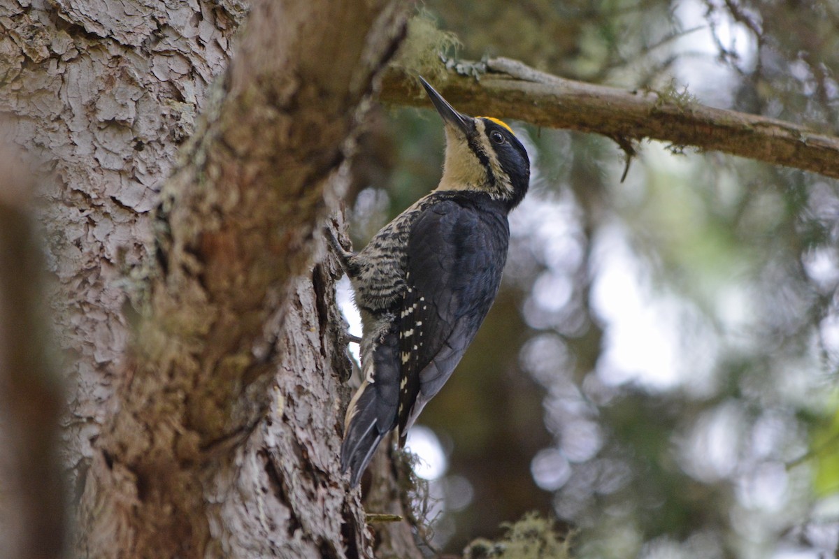Black-backed Woodpecker - ML60638971