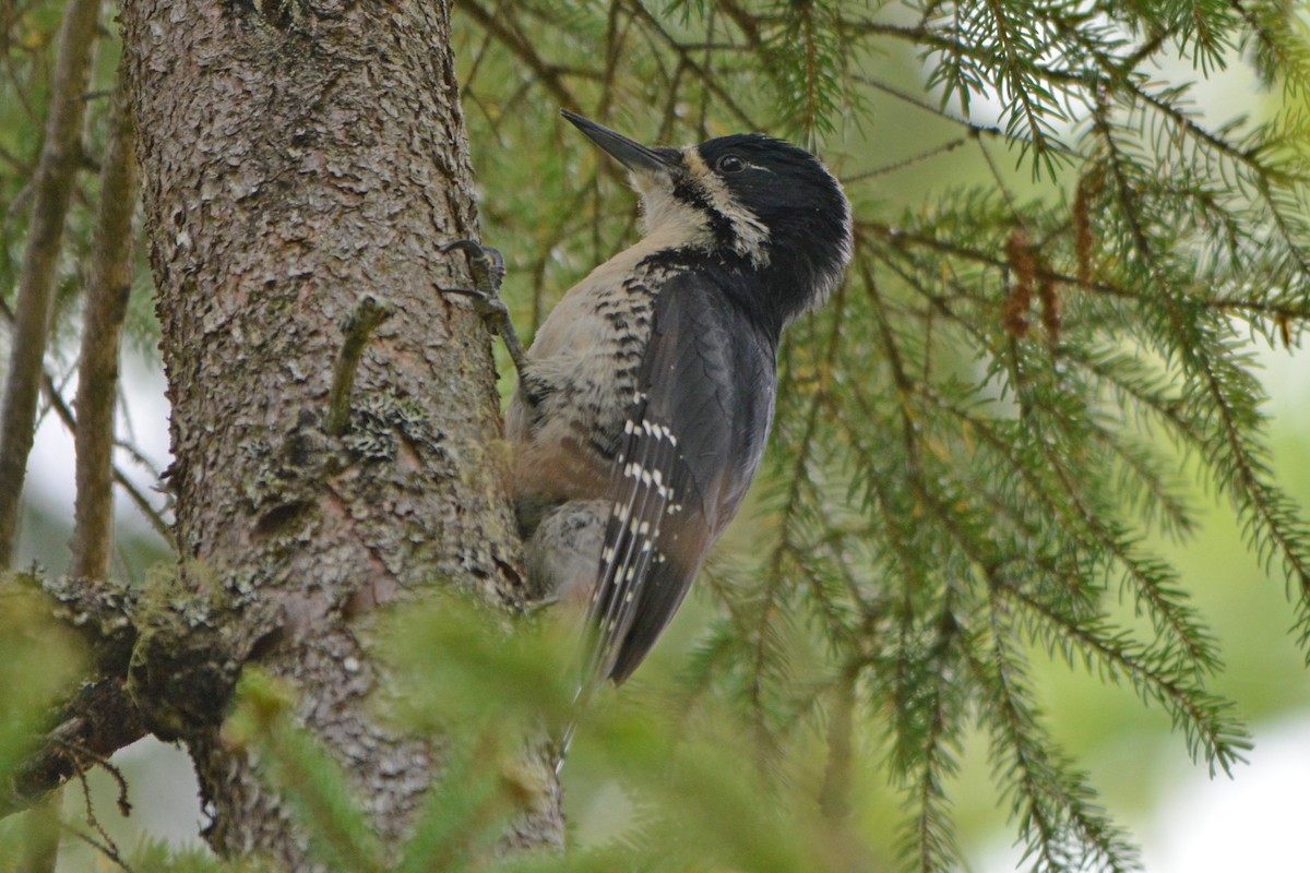 Black-backed Woodpecker - Steve Mierzykowski