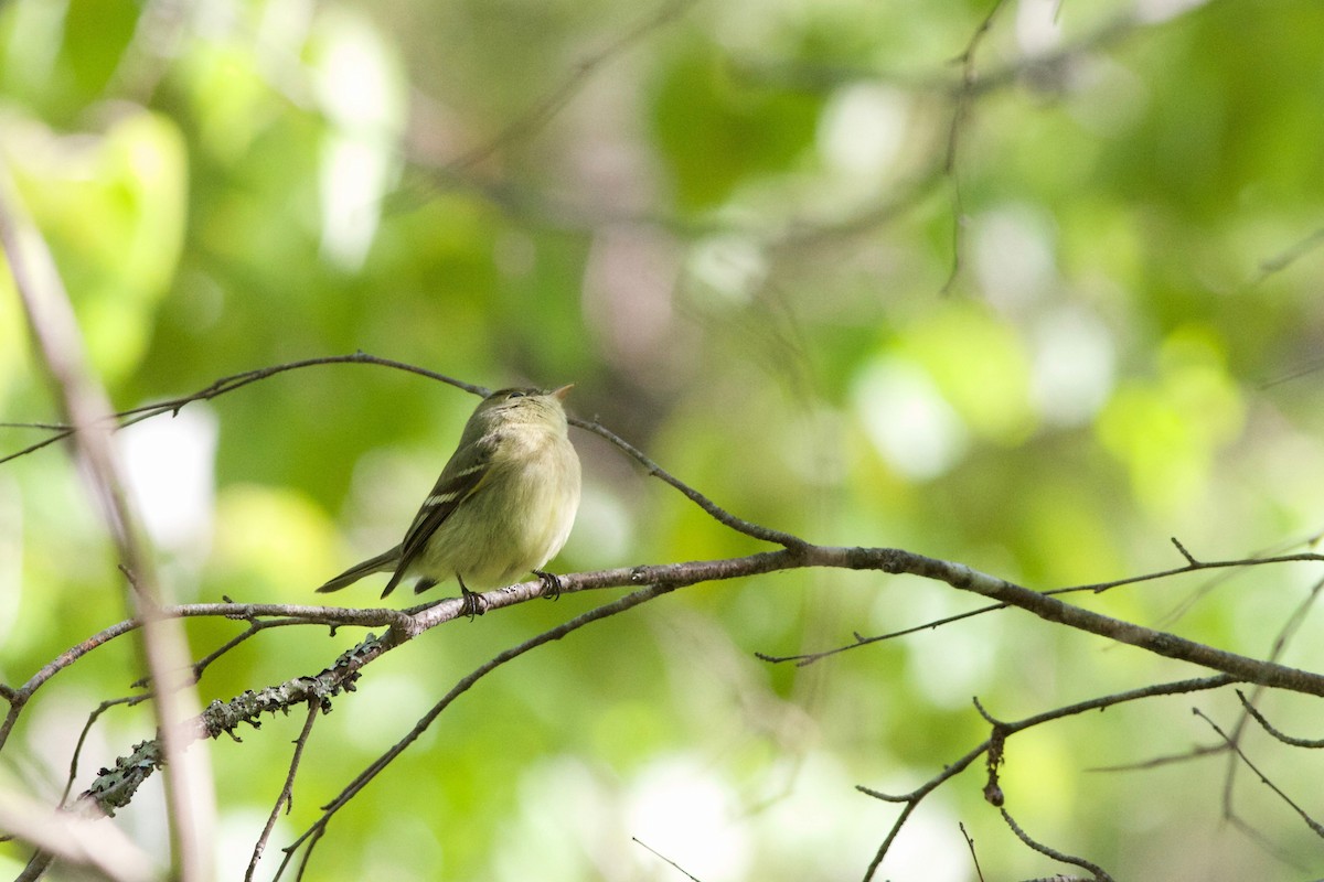 Yellow-bellied Flycatcher - Kyle Lima