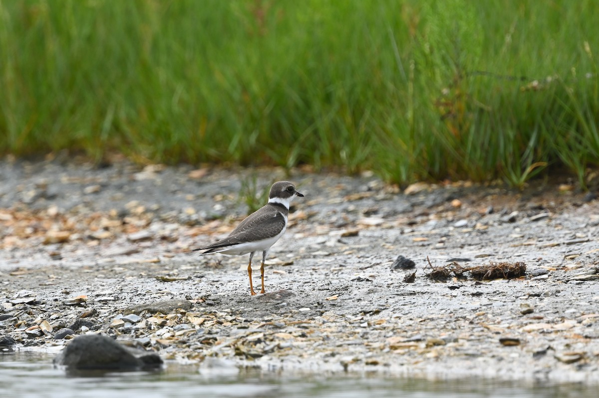 Semipalmated Plover - ML606393911