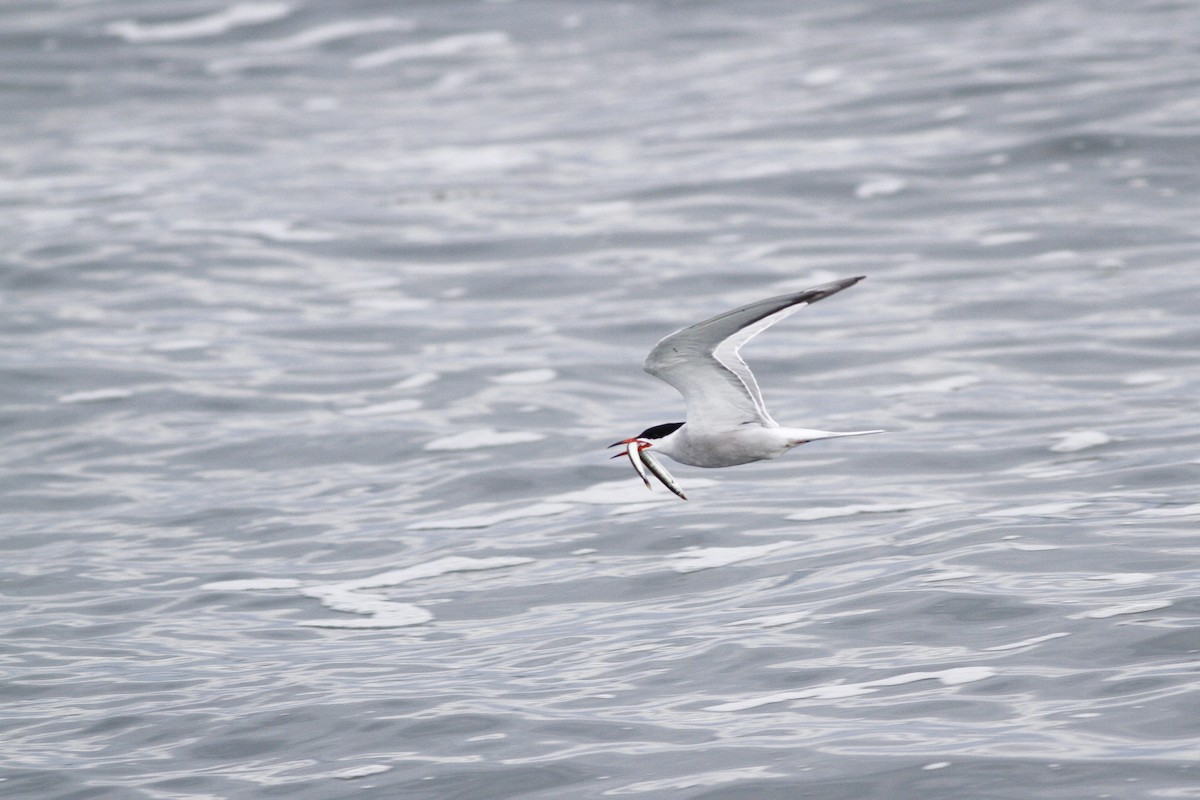 Common Tern - Kyle Lima