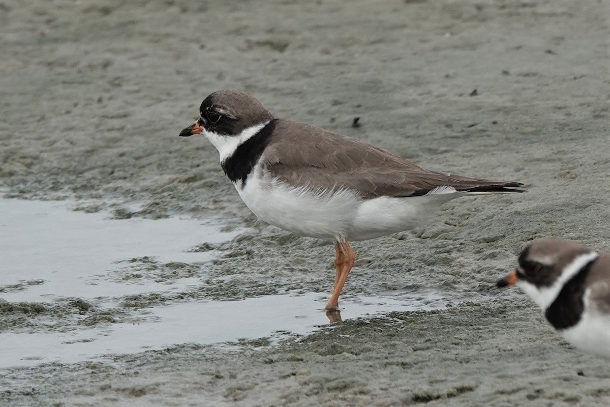 Semipalmated Plover - ML606398611