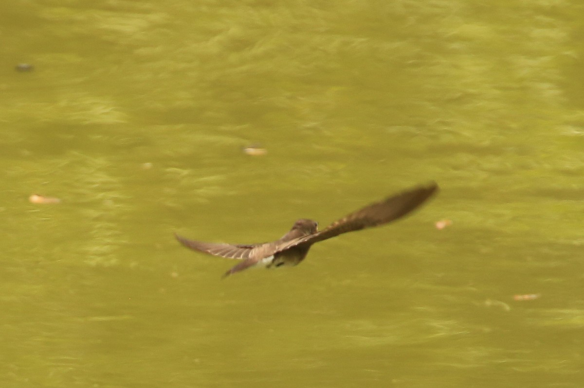 Northern Rough-winged Swallow - ML60640231