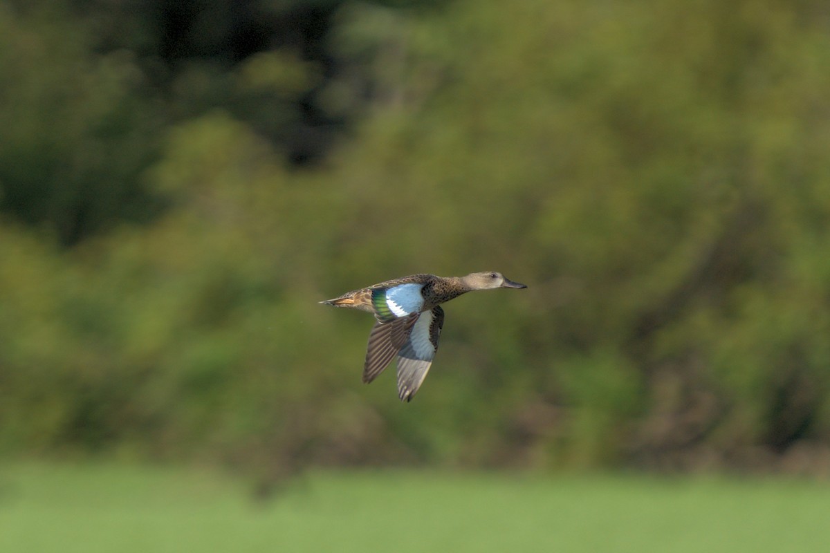 Blue-winged Teal - ML606403991
