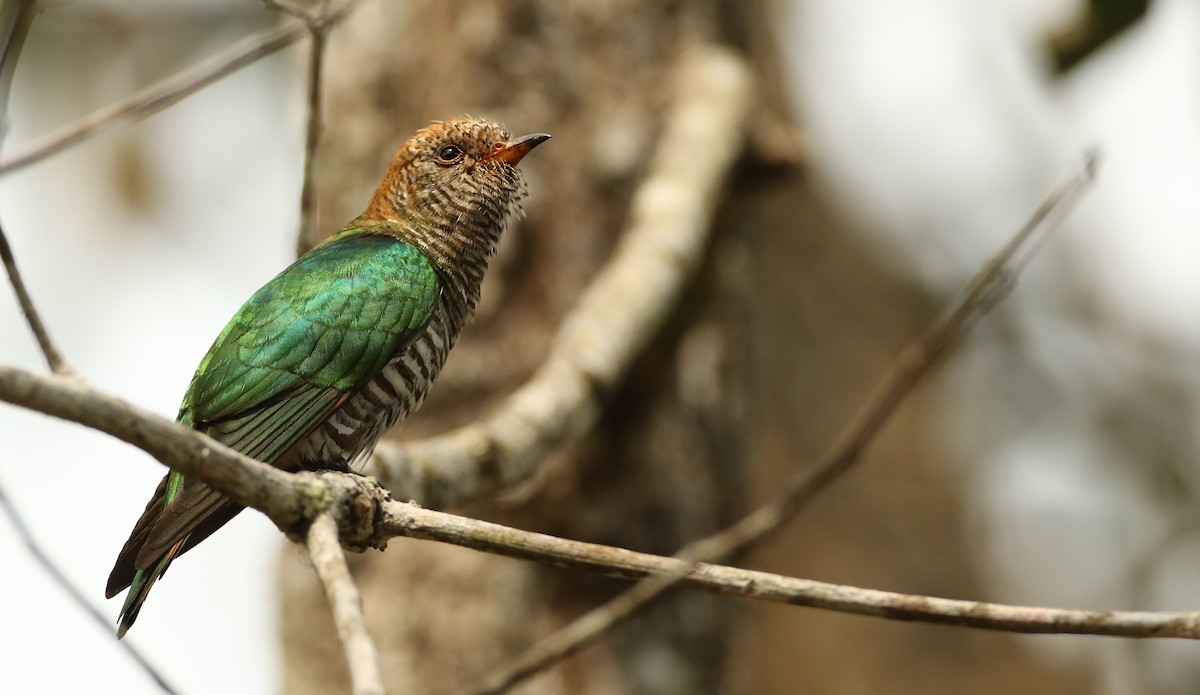 Asian Emerald Cuckoo - ML60640681