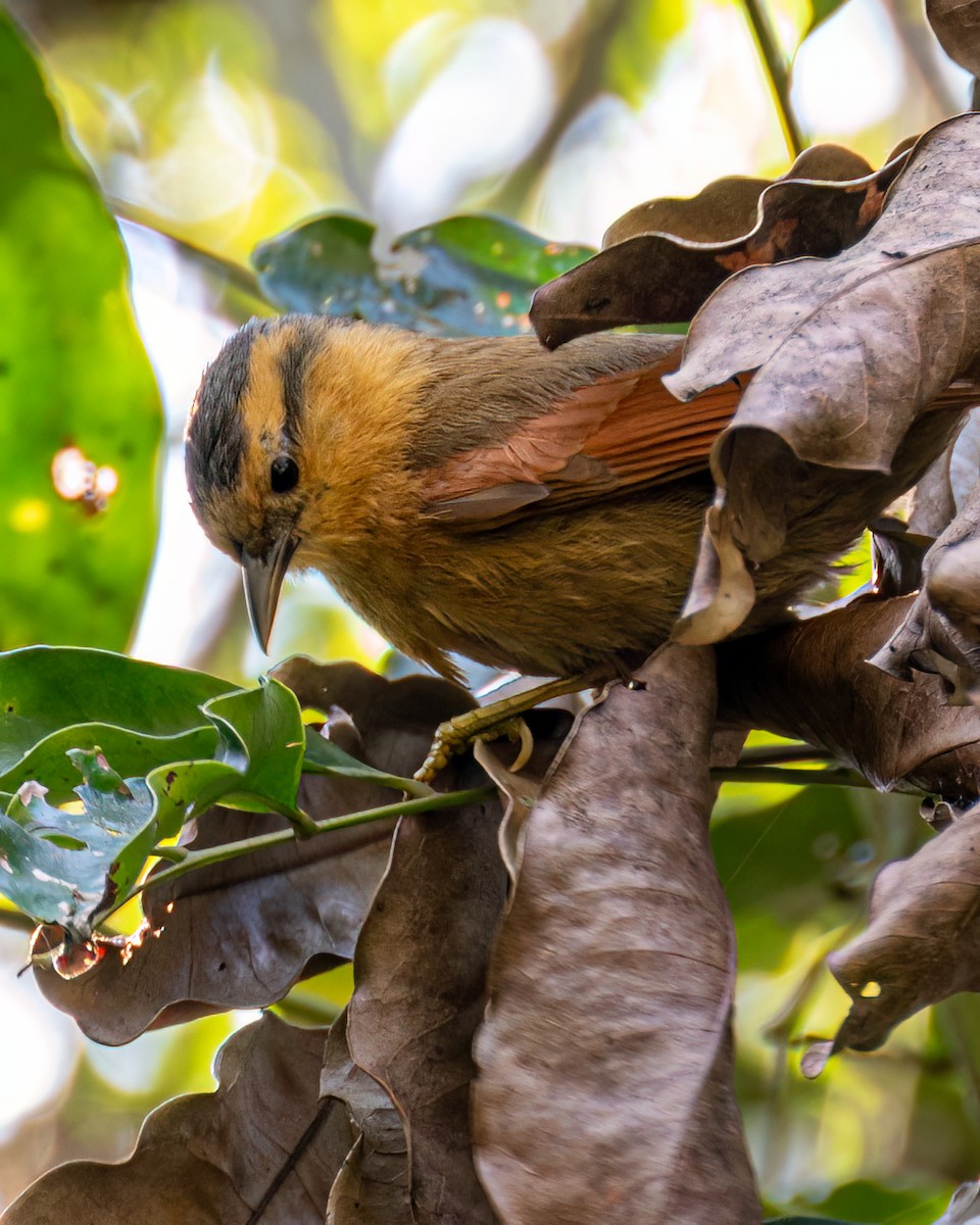 Buff-fronted Foliage-gleaner - Victor Pássaro