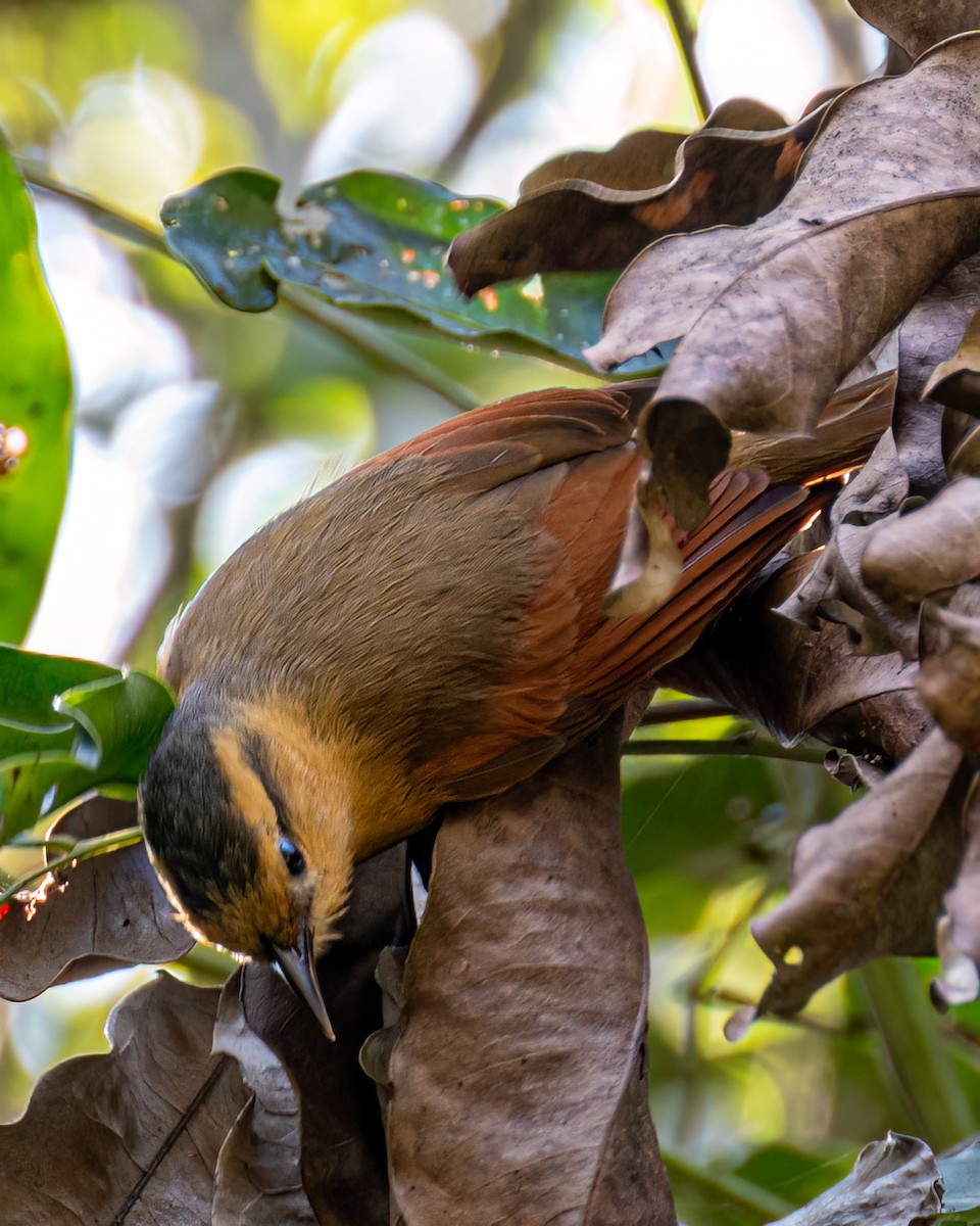 Buff-fronted Foliage-gleaner - Victor Pássaro