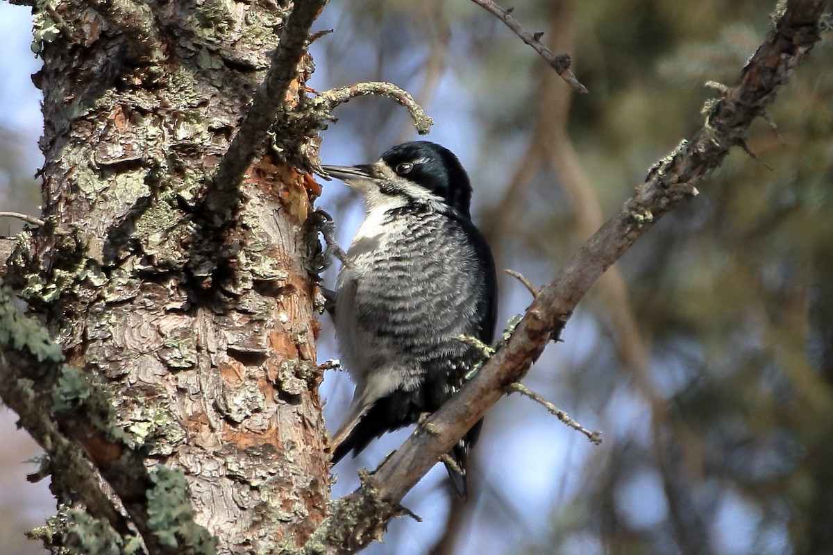 Black-backed Woodpecker - ML606407521