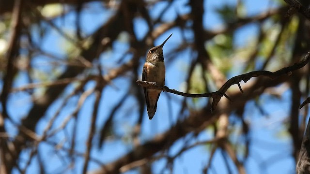 Rufous Hummingbird - ML606409171