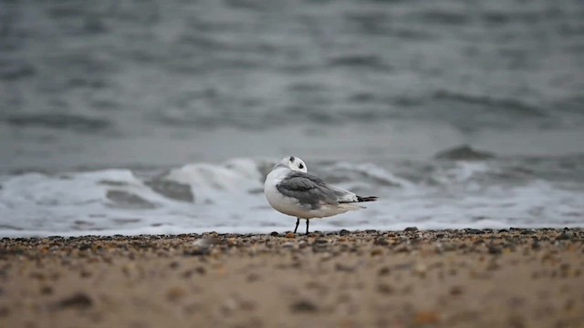 Mouette tridactyle - ML606412431