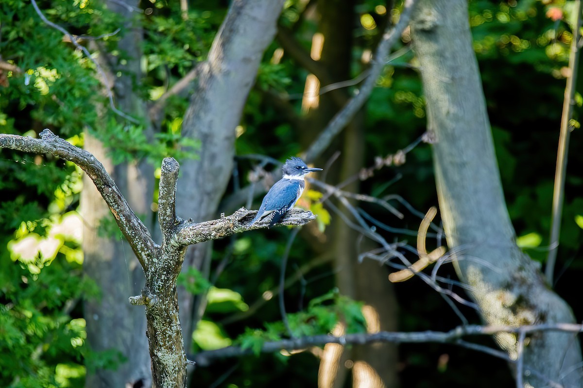 Belted Kingfisher - ML606412771