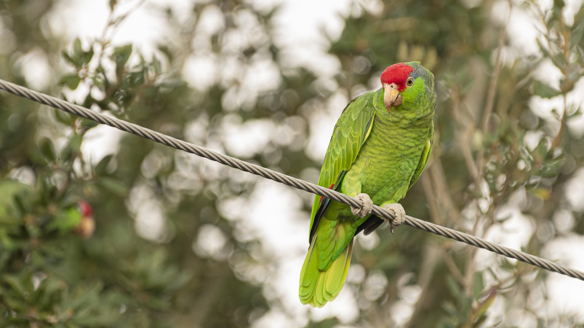 Red-crowned Parrot - ML606412911