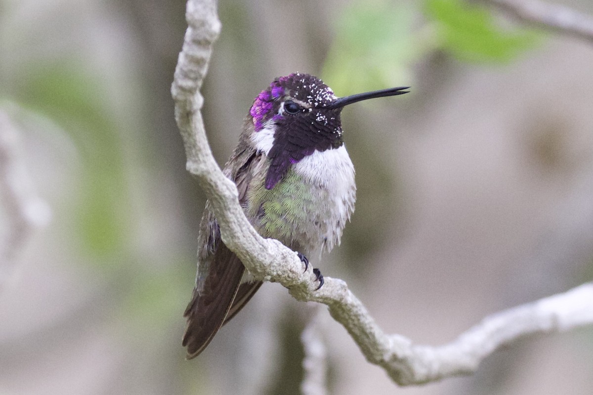 Costa's Hummingbird - Nicole Desnoyers