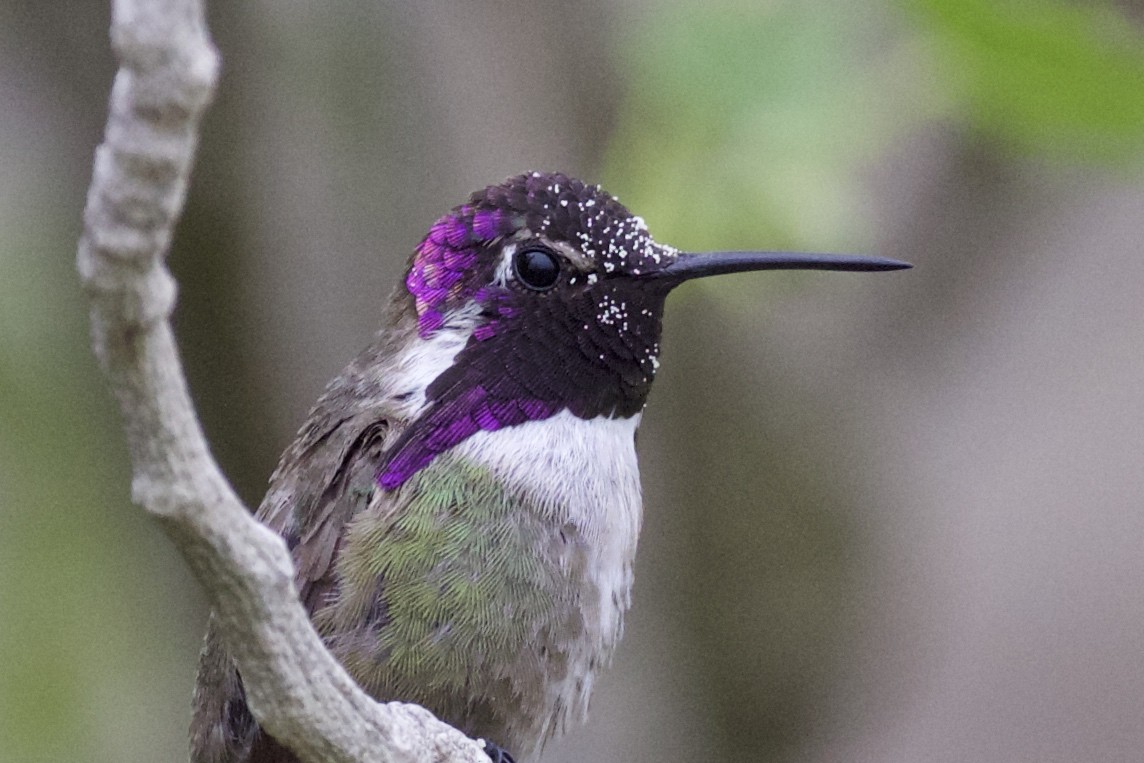Costa's Hummingbird - ML60641381