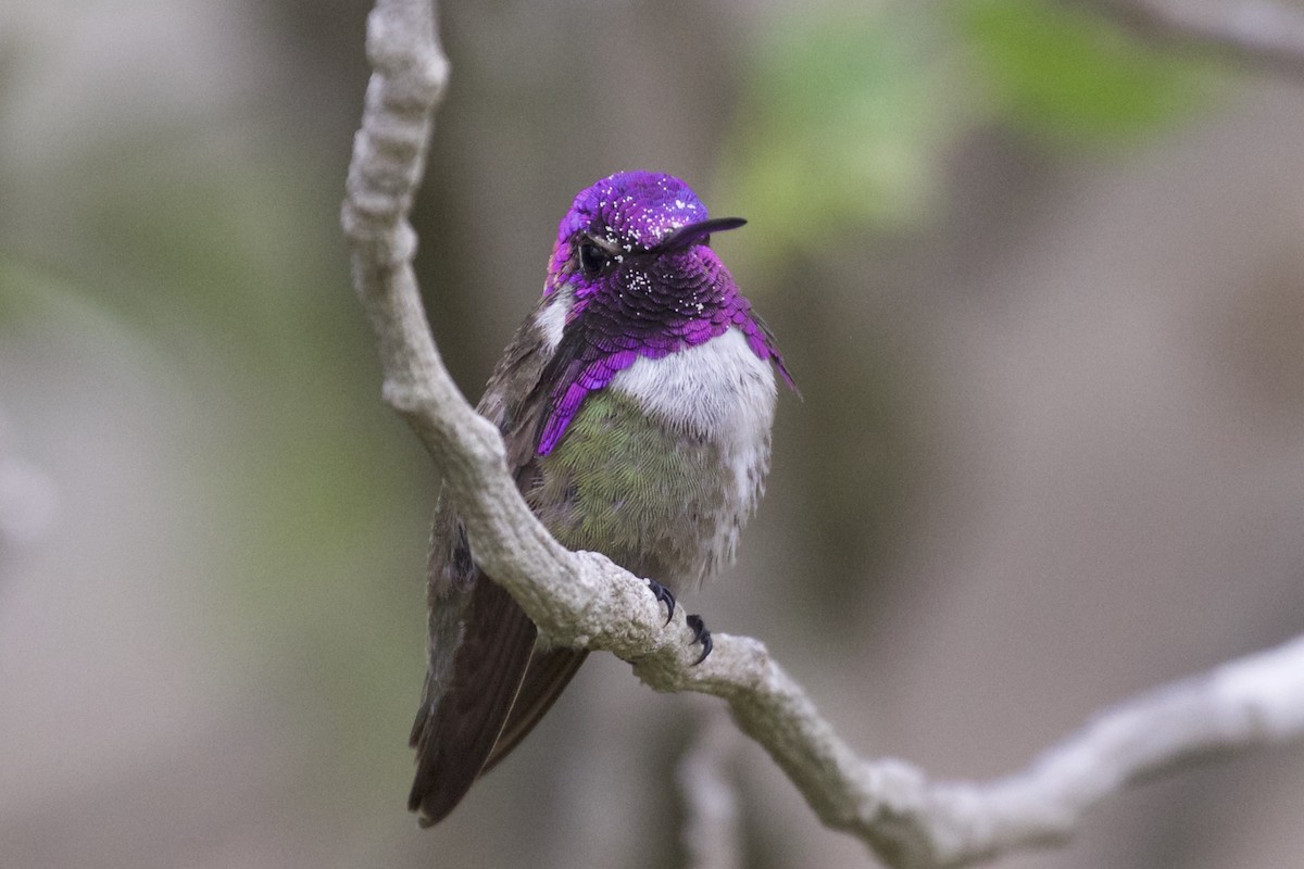 Costa's Hummingbird - ML60641391