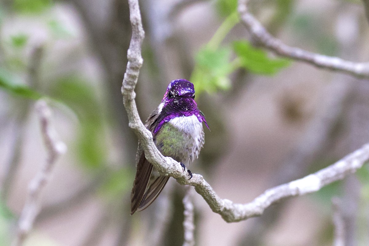Costa's Hummingbird - ML60641411