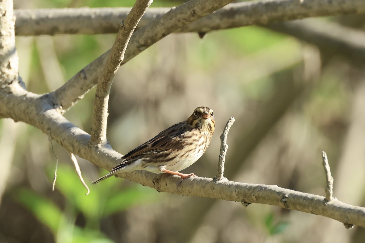Savannah Sparrow - ML606414331