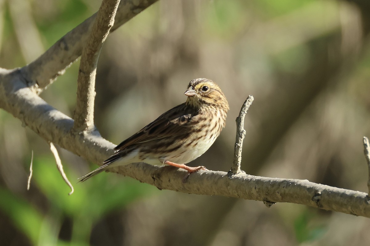 Savannah Sparrow - ML606414361