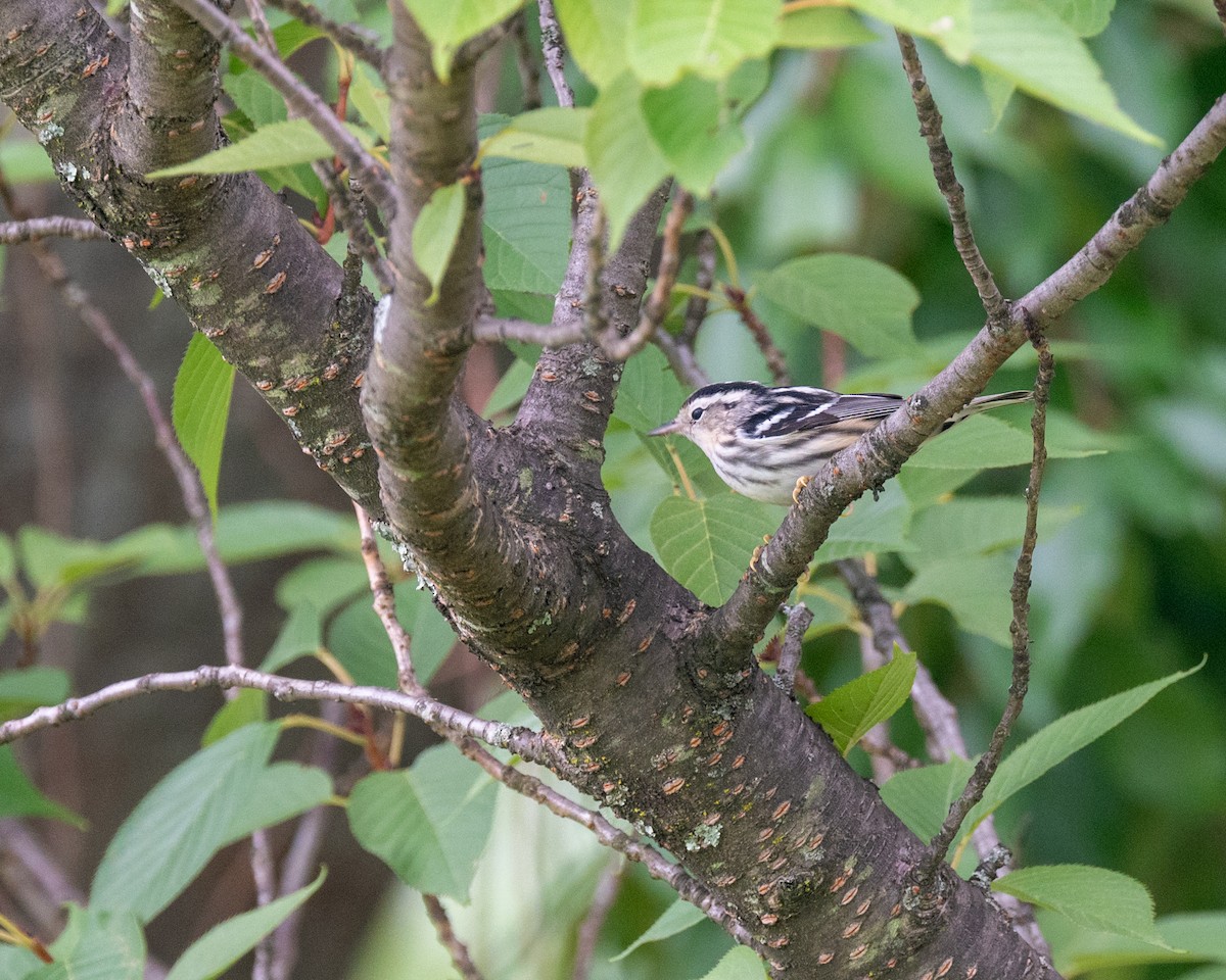 Black-and-white Warbler - ML606417501