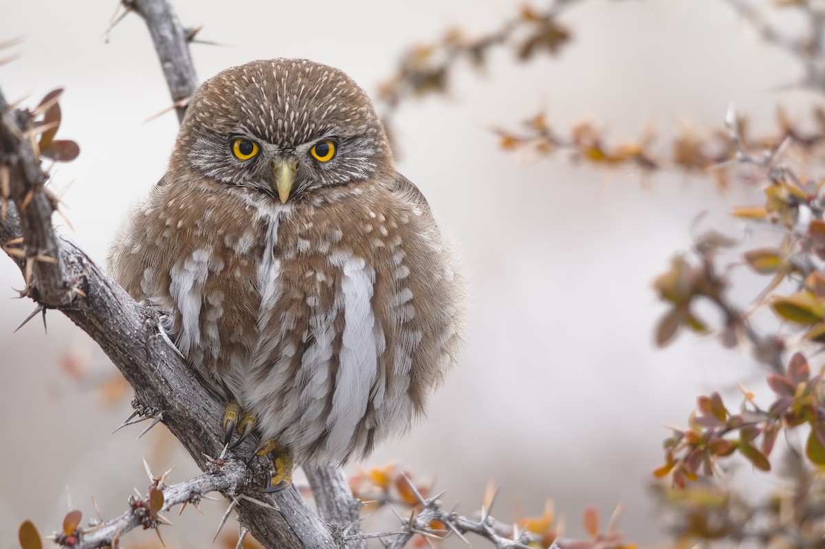 Austral Pygmy-Owl - Jorge Vidal Melián