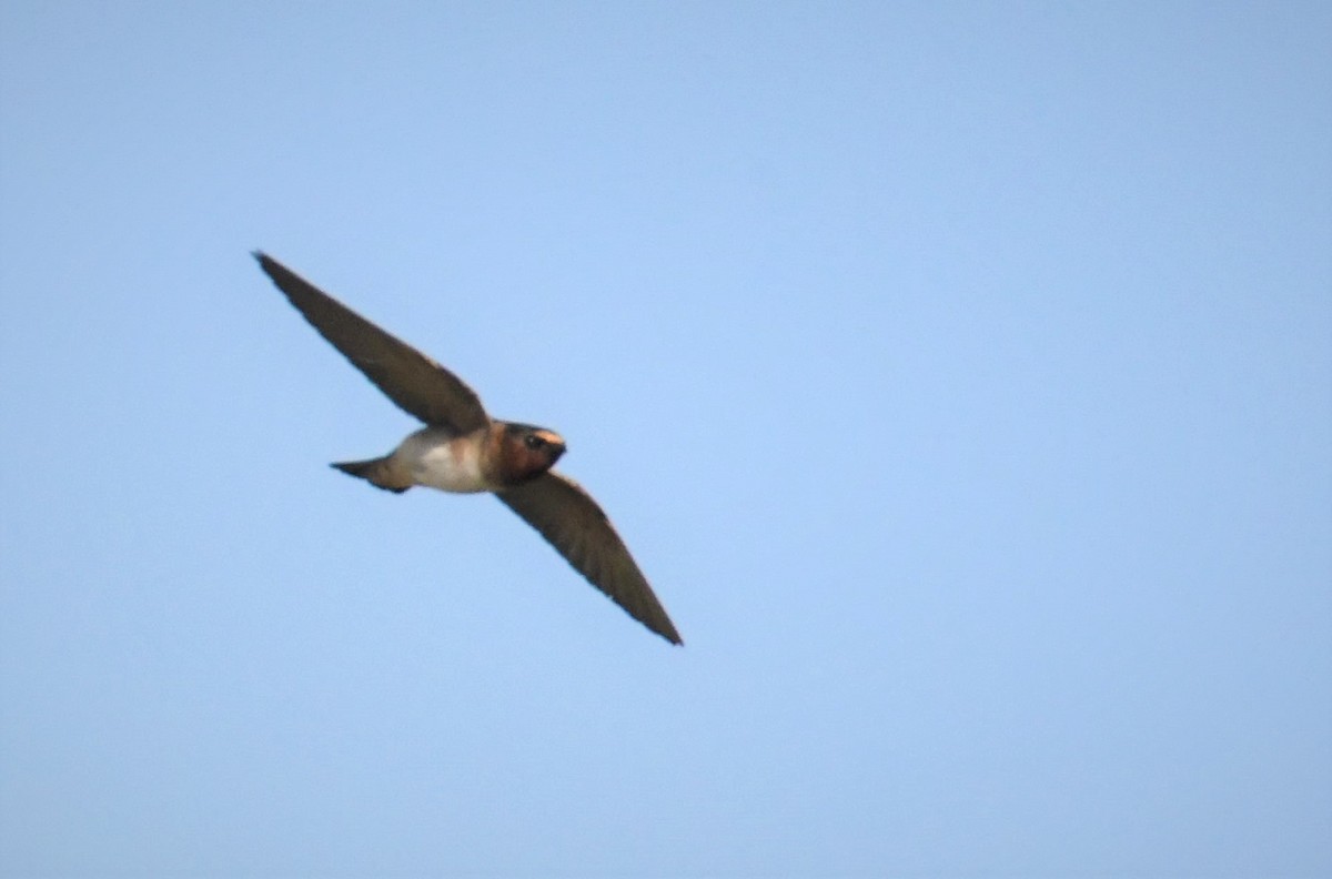 Cave Swallow - ML606423391