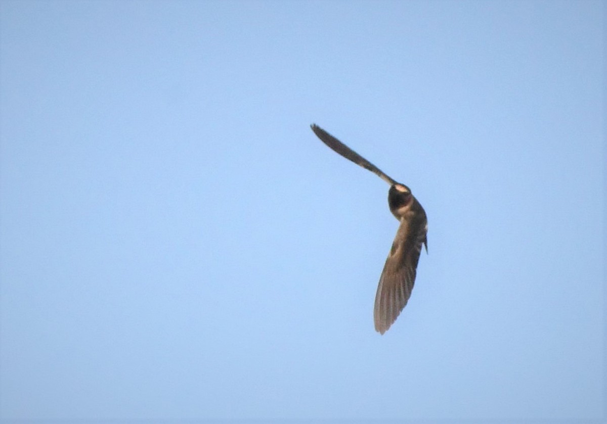 Cave Swallow - ML606423451