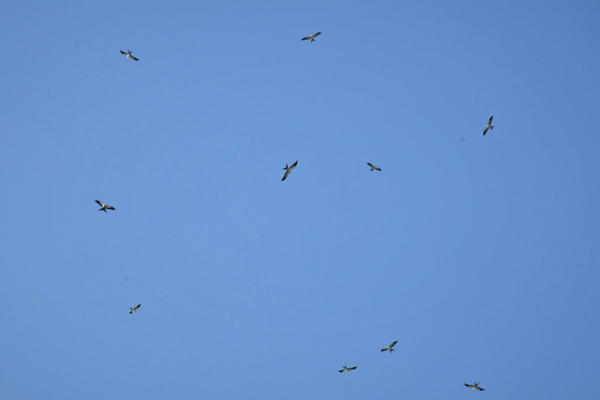 Swallow-tailed Kite - ML606423551