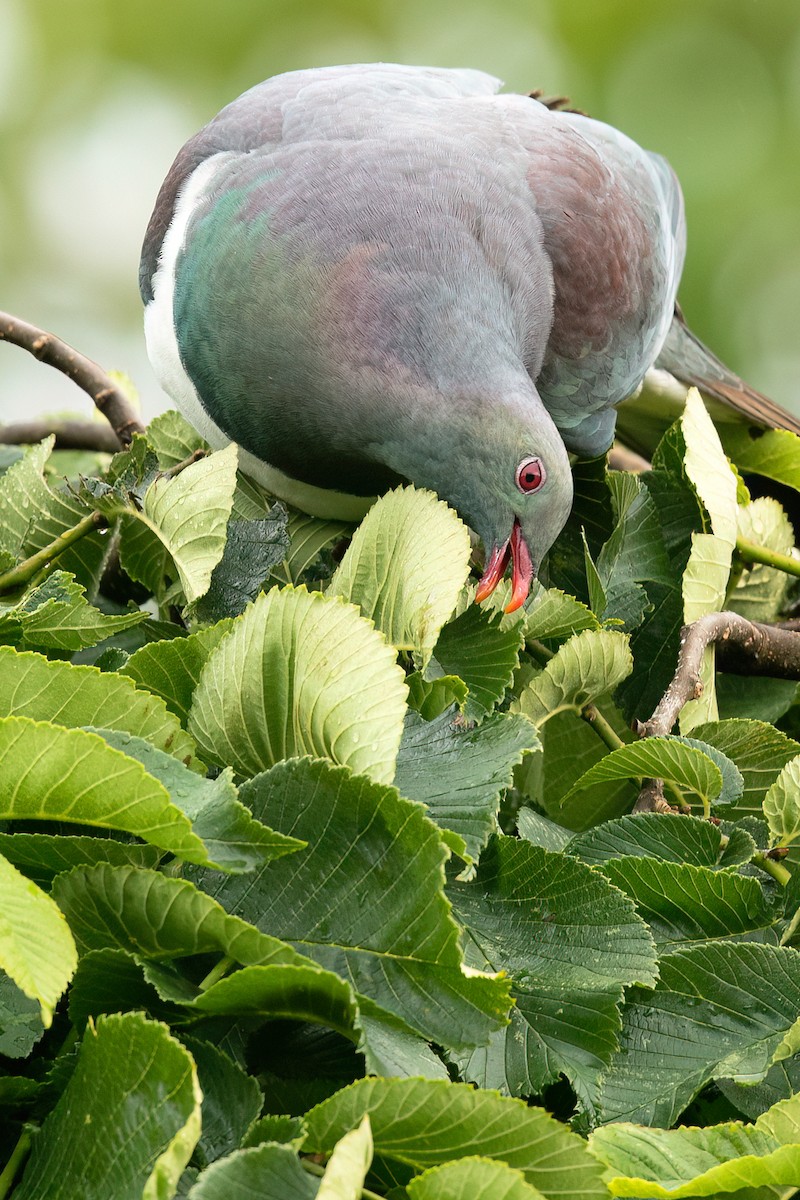 New Zealand Pigeon - ML606429591