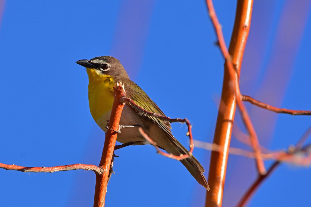 Yellow-breasted Chat - Nate Gowan