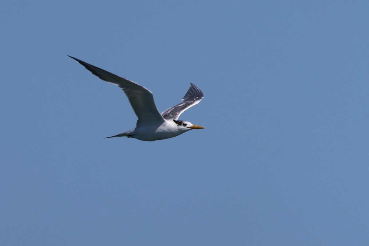 Great Crested Tern - ML606431301