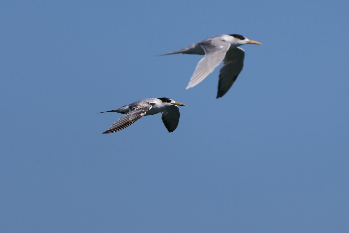 Great Crested Tern - ML606431321
