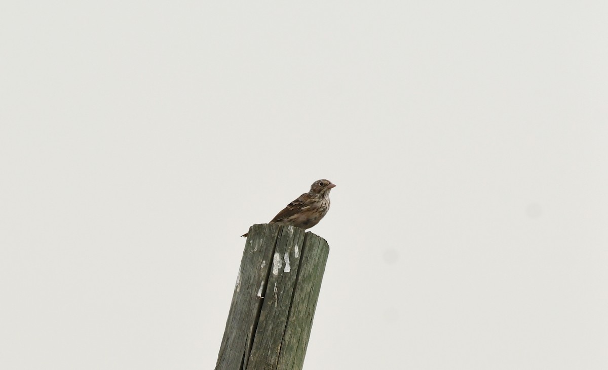 Vesper Sparrow - ML606432201