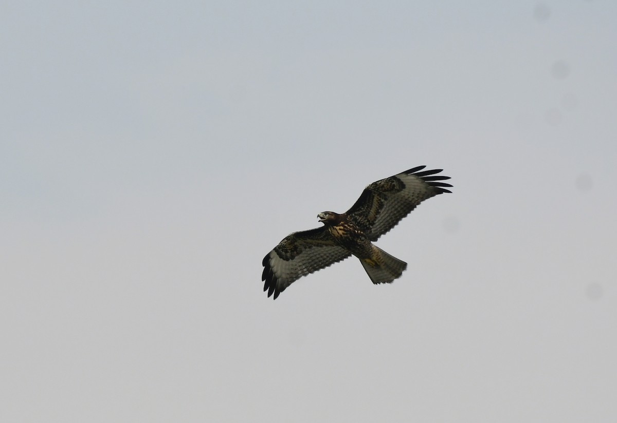 Red-tailed Hawk - ML606435711