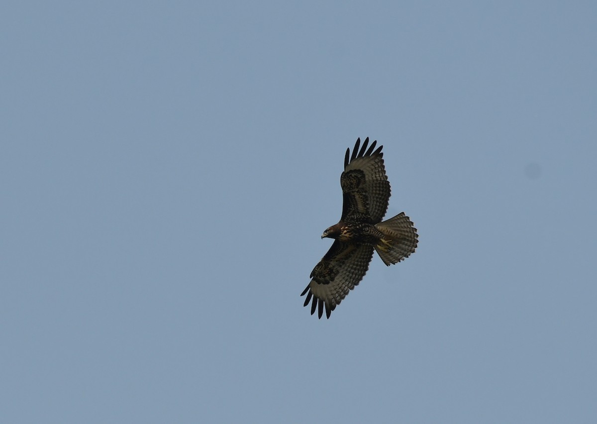 Red-tailed Hawk - Sabine Decamp