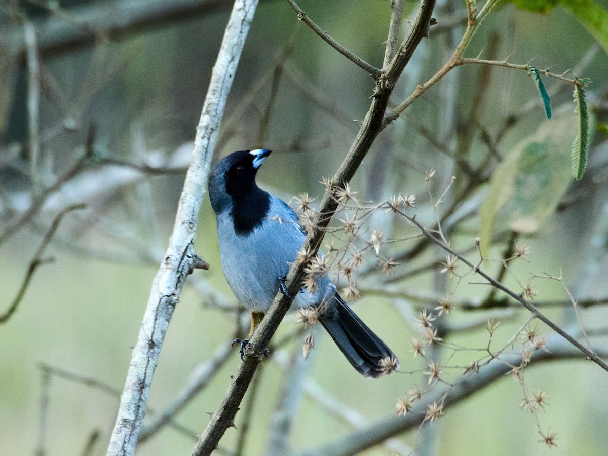 Black-faced Tanager - ML606435901