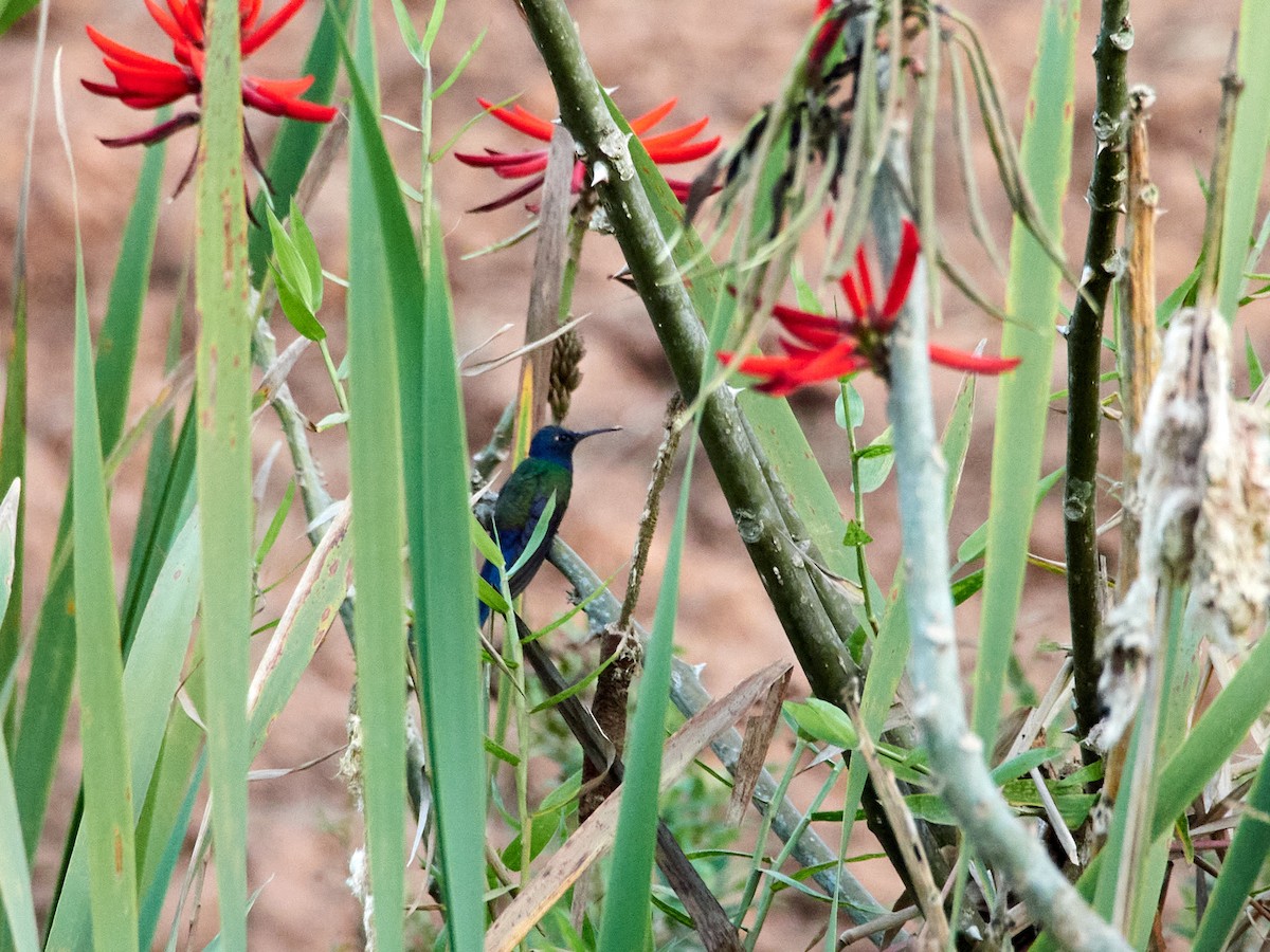 Swallow-tailed Hummingbird - ML606435961