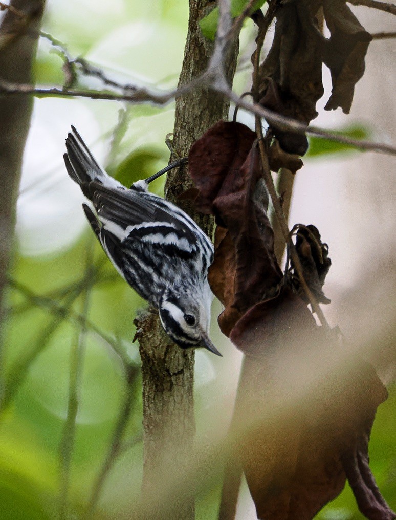 Black-and-white Warbler - ML606436801