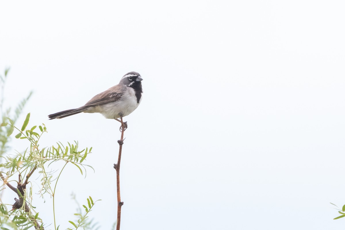 Black-throated Sparrow - ML606437841