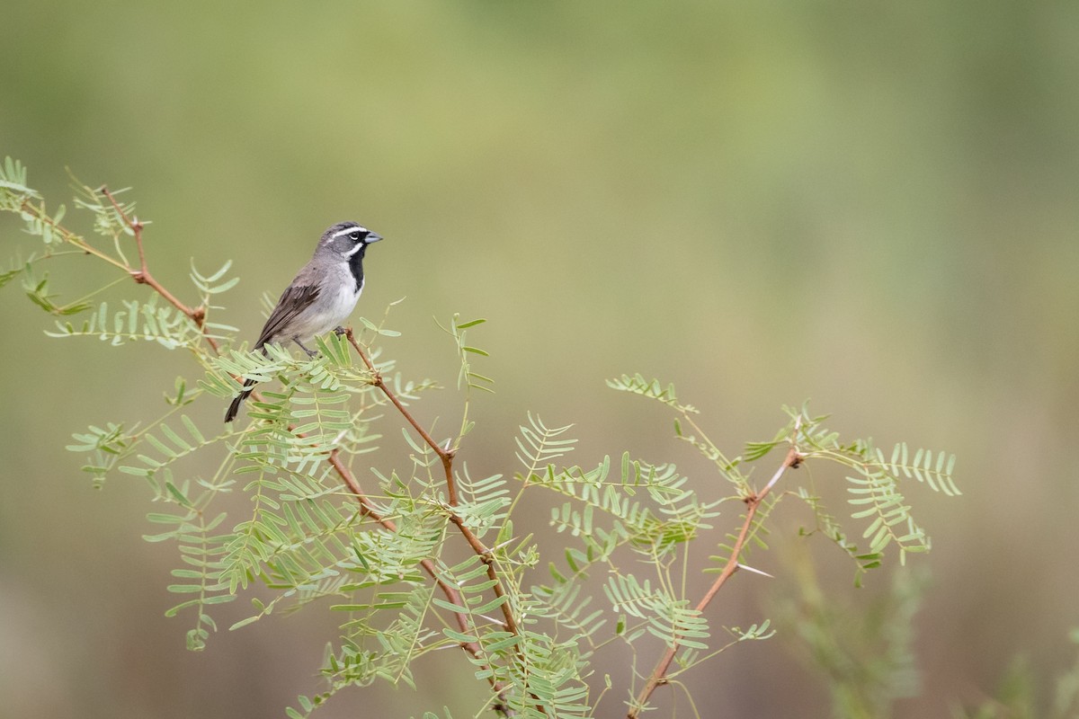 Black-throated Sparrow - Henrey Deese