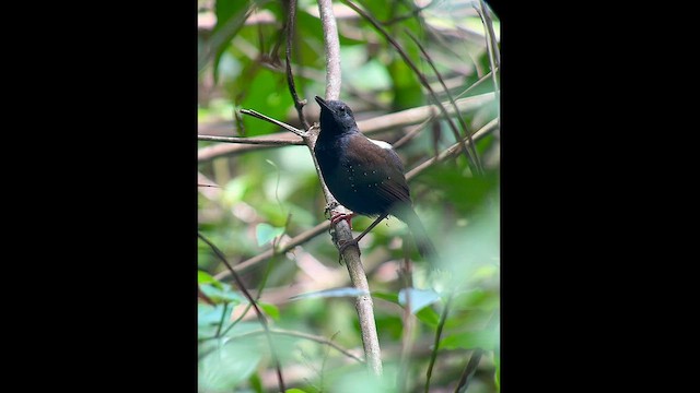 Black-throated Antbird - ML606441021