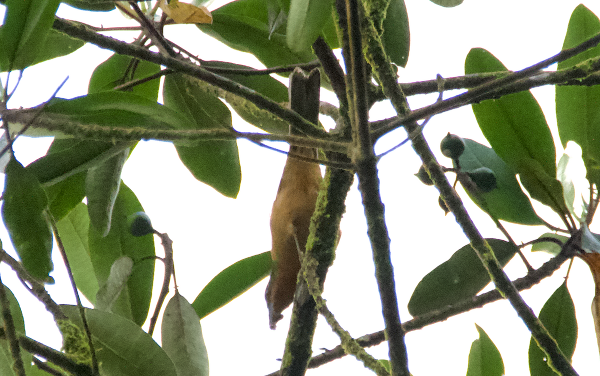 Rufous-crested Tanager - ML606441171