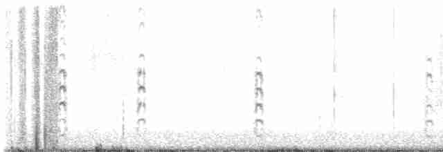 svartkronestylteløper (mexicanus) - ML606442781