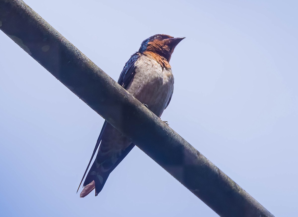 Pacific Swallow - ML606444281