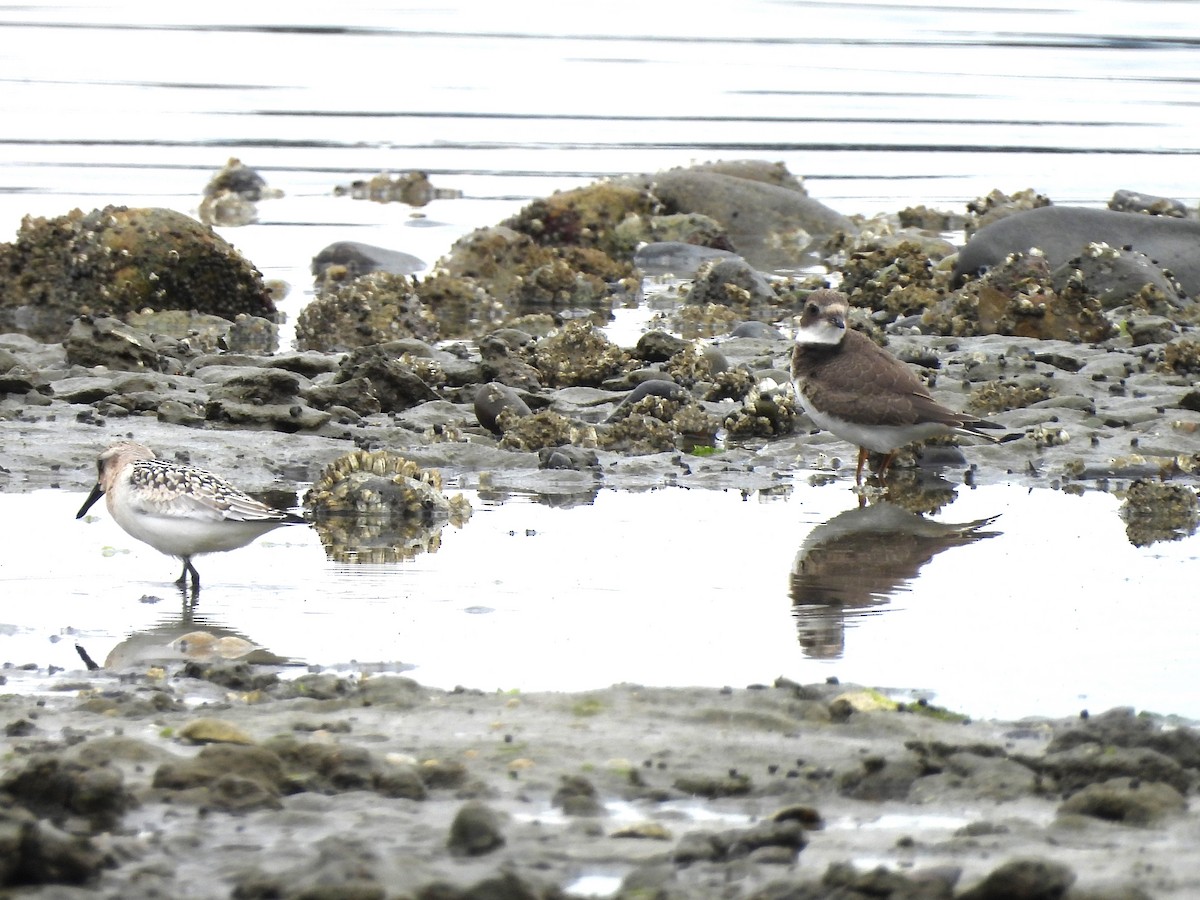 Semipalmated Plover - ML606444681