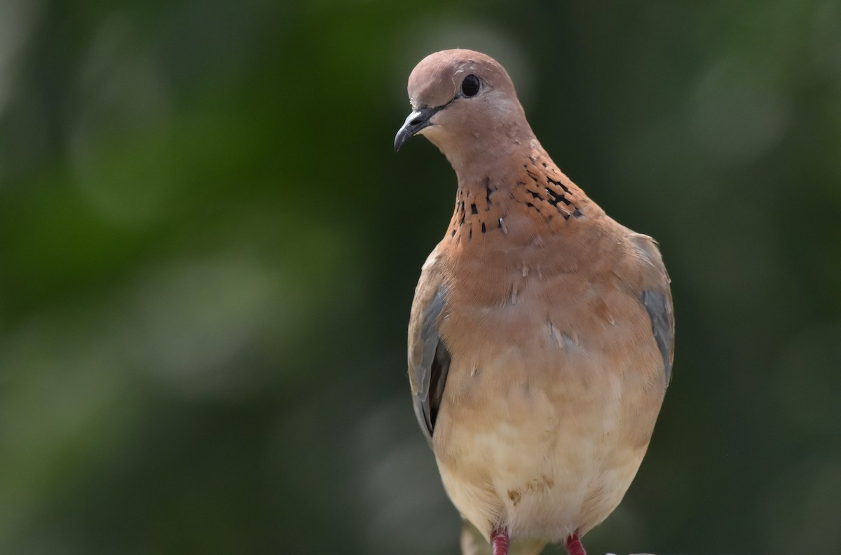 Laughing Dove - Dr Mohammed Umer  Sharieff