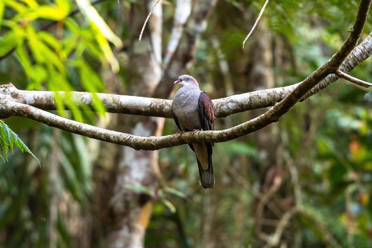 Mountain Imperial-Pigeon - ML606448071