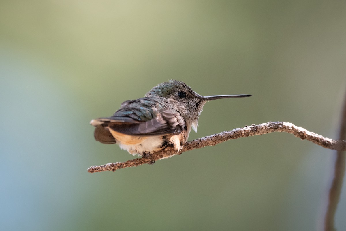 Broad-tailed Hummingbird - ML606448901