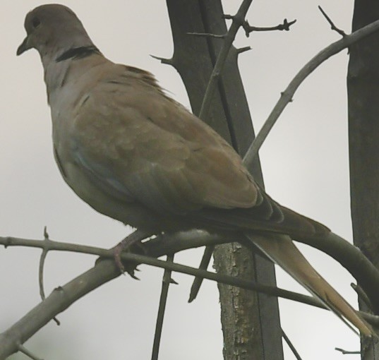 Eurasian Collared-Dove - ML606450961