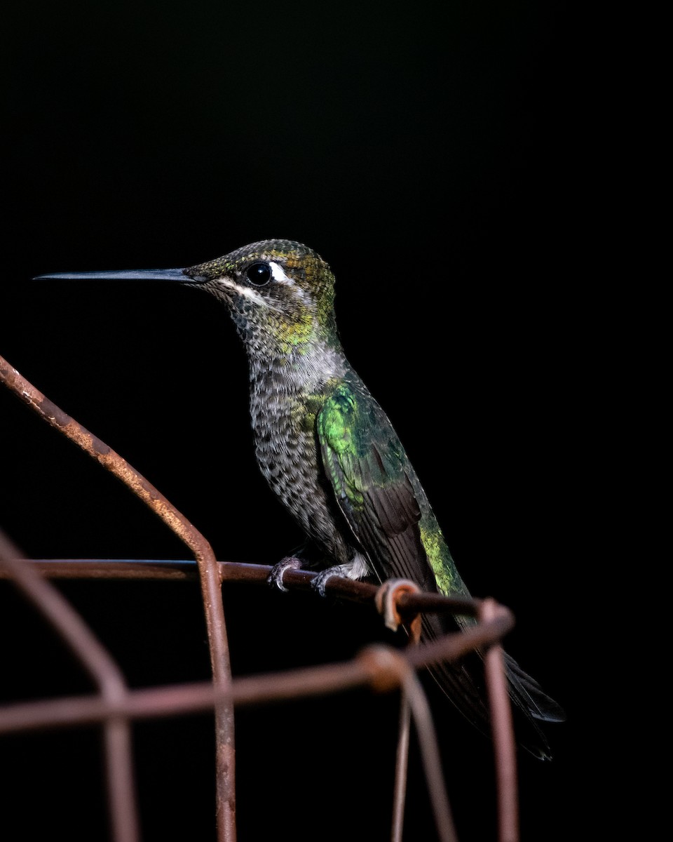 Rivoli's Hummingbird - ML606452011