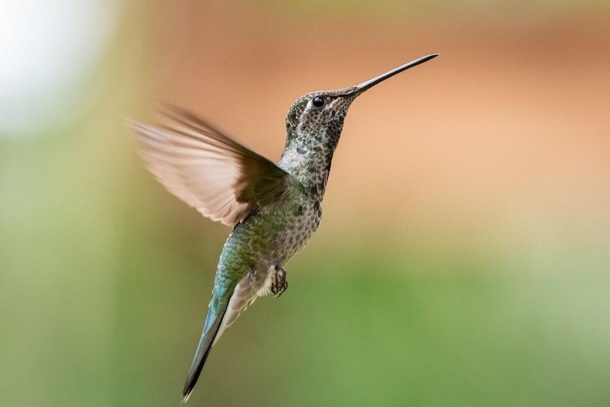 Rivoli's Hummingbird - Henrey Deese